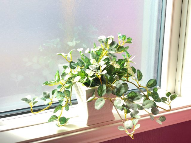 window-side-plant.png