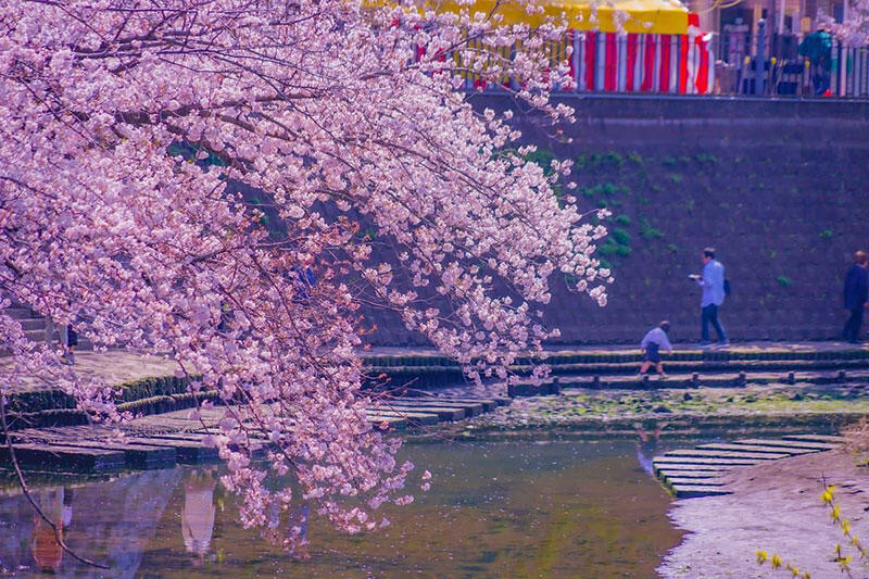 cherry-blossoms.jpg