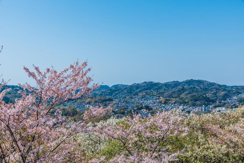 cherry_blossoms_mountain_town_spring.jpg