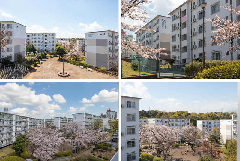 seibu_sakura.png